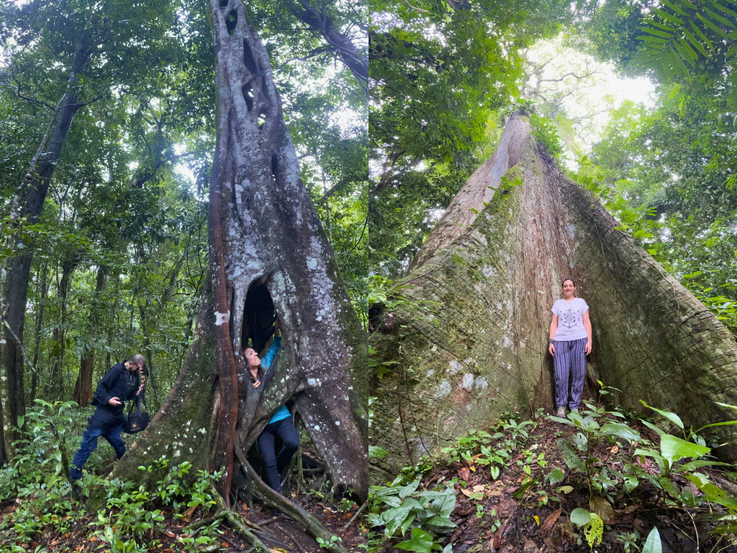 selva lacandona retiro iisonoterapia